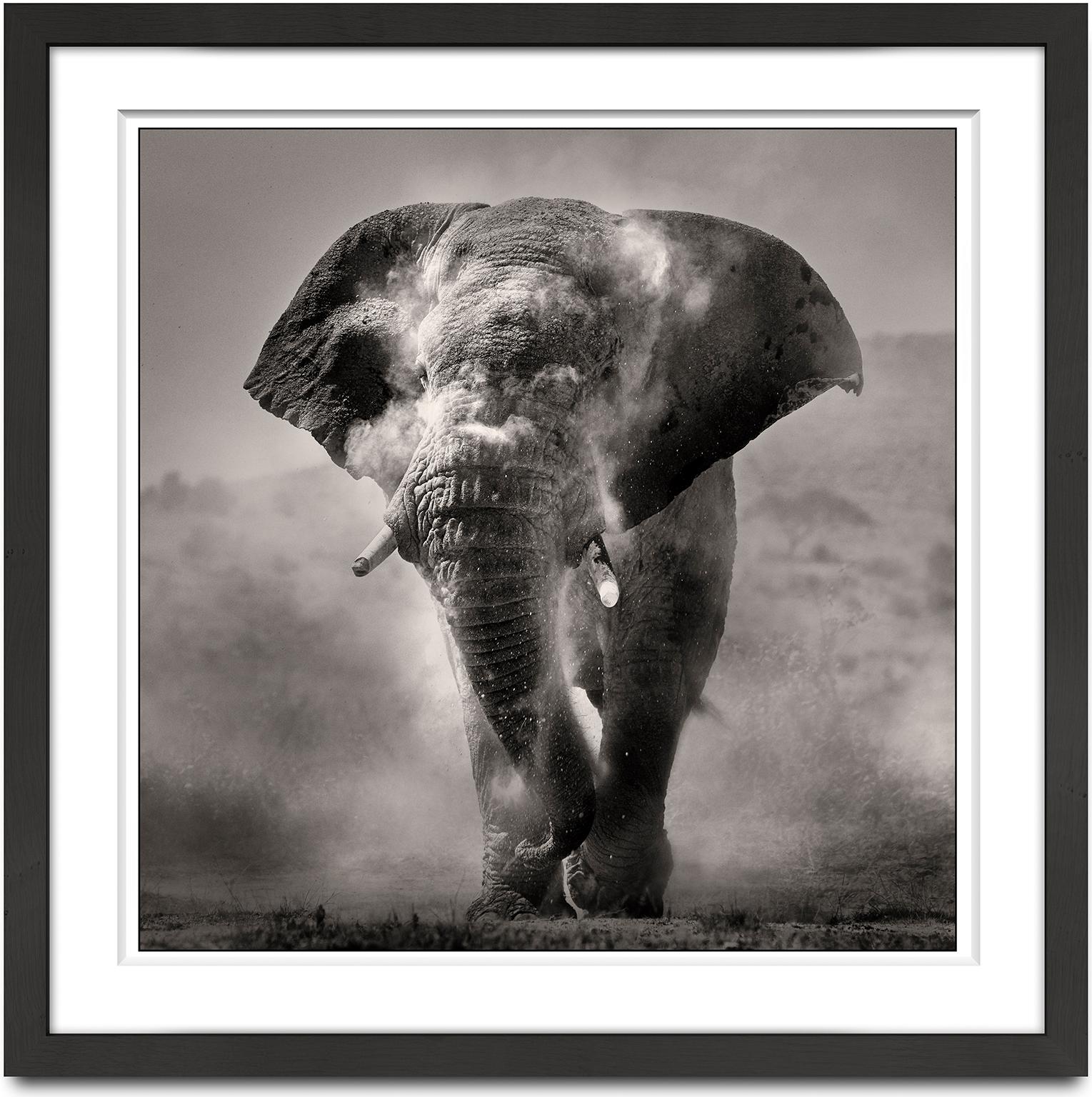 Bull dusting II, Kenya, animal, wildlife, black and white photography, elephant - Photograph by Joachim Schmeisser