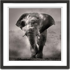 Bull dusting II, Kenya, animal, wildlife, black and white photography, elephant