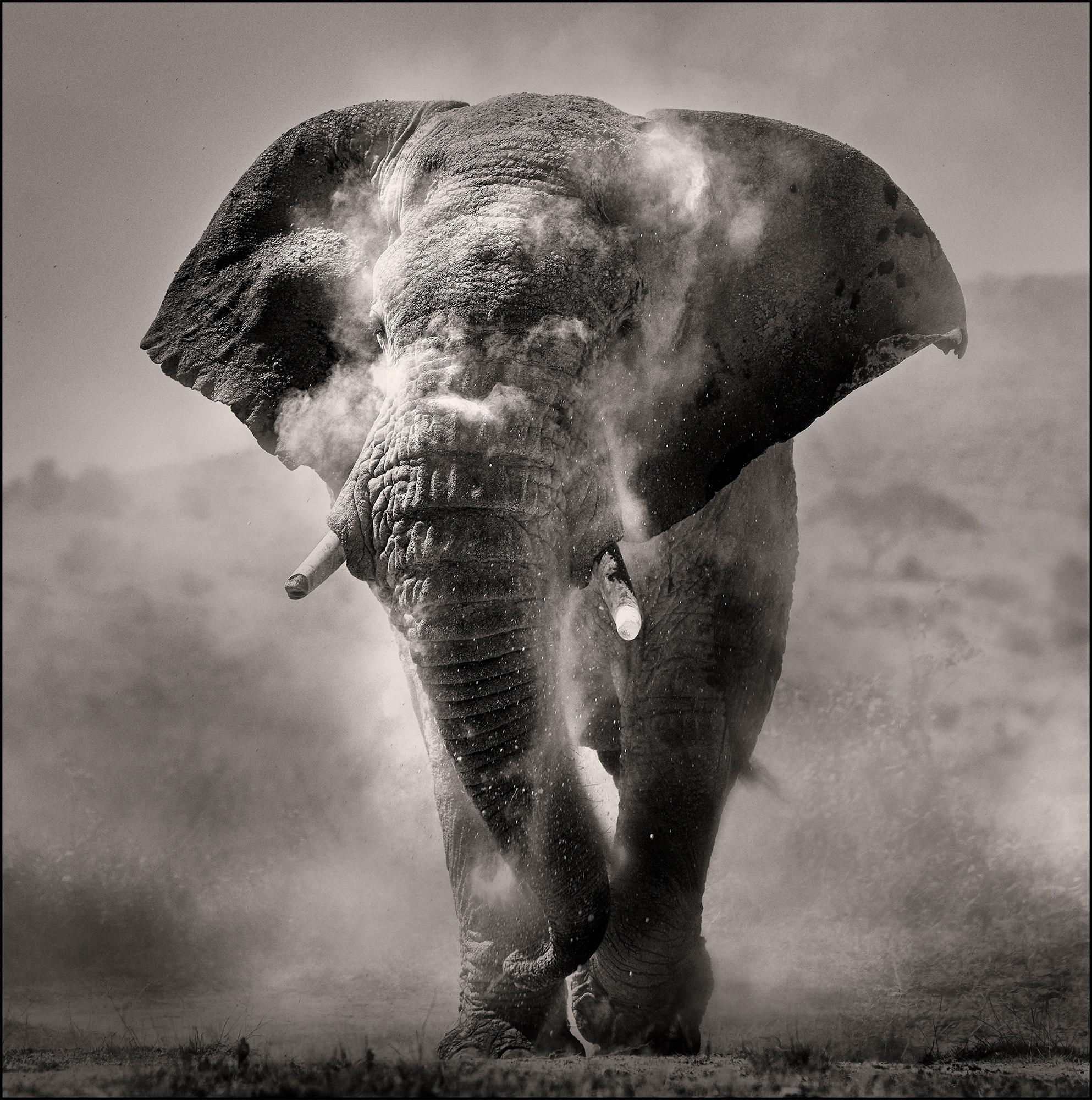 Joachim Schmeisser Portrait Photograph - Bull dusting II, Kenya, animal, wildlife, black and white photography, elephant