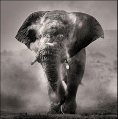 Bull dusting II, Kenya, animal, wildlife, black and white photography, elephant