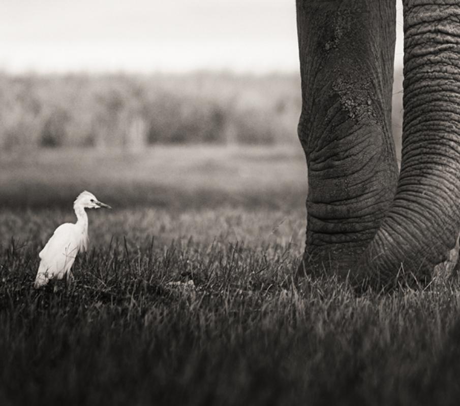 Toro con due uccelli - Elefante selvatico con due uccelli, Fotografia Fine Art, 2017 in vendita 5