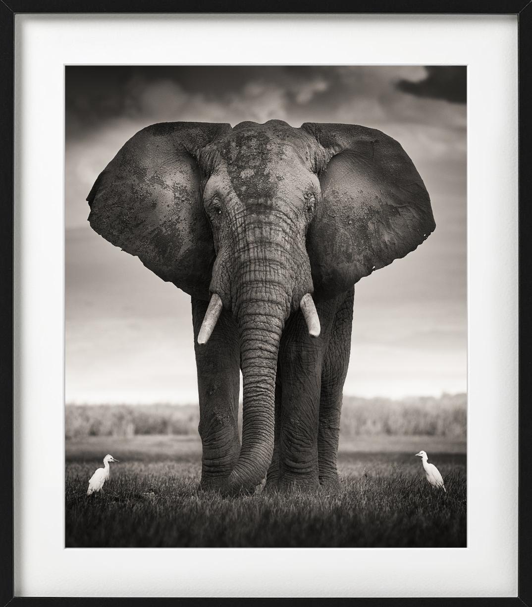 Toro con due uccelli - Elefante selvatico con due uccelli, Fotografia Fine Art, 2017 in vendita 11