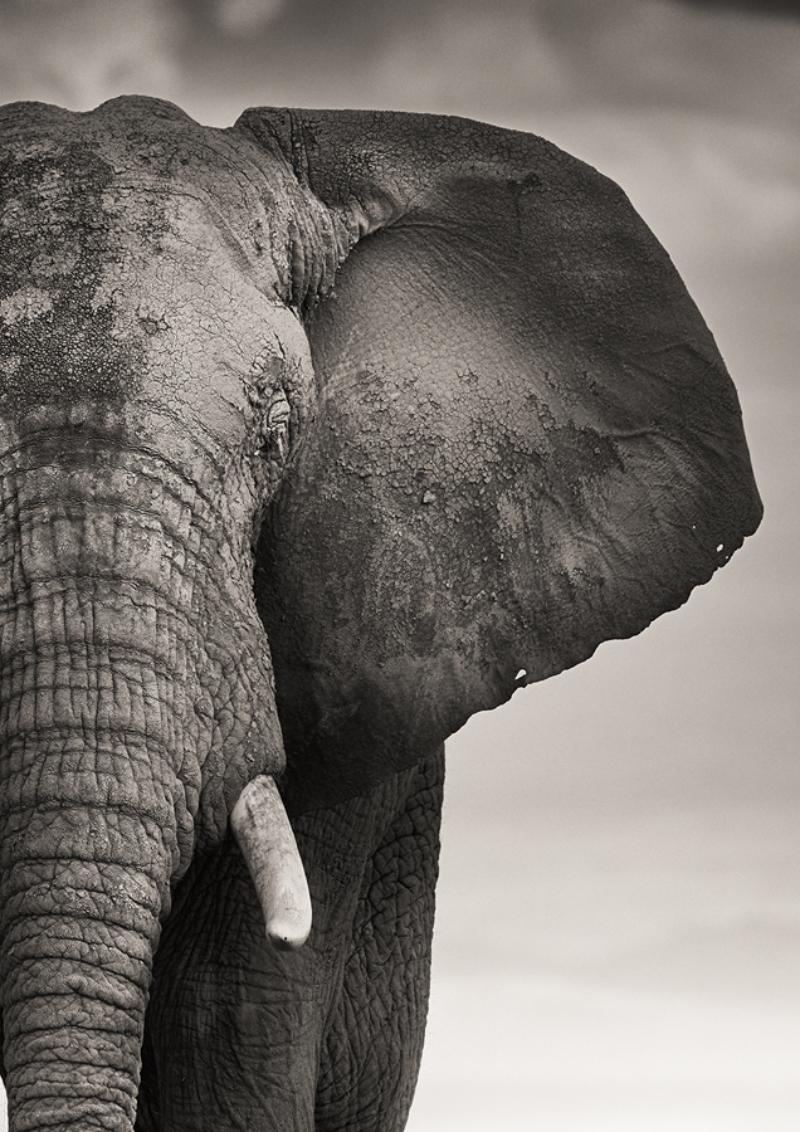 Toro con due uccelli - Elefante selvatico con due uccelli, Fotografia Fine Art, 2017 in vendita 12