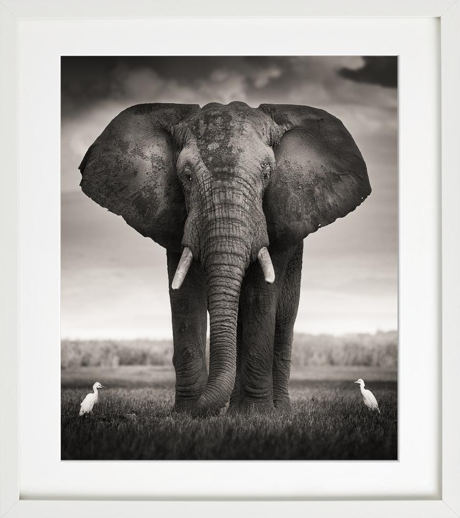 Toro con due uccelli - Elefante selvatico con due uccelli, Fotografia Fine Art, 2017 - Photograph Contemporaneo di Joachim Schmeisser