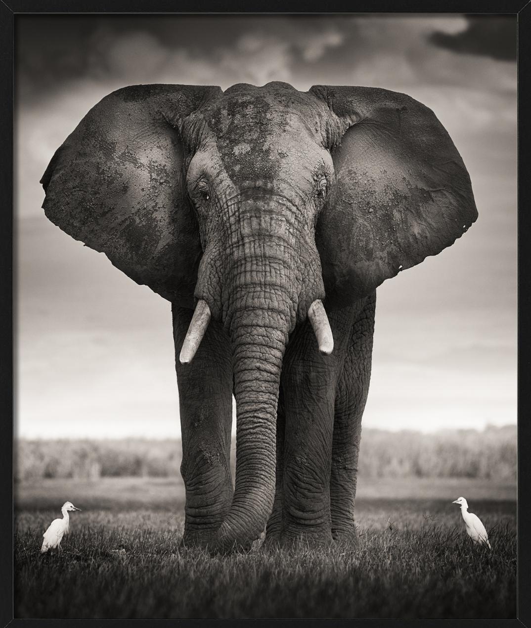 Toro con due uccelli - Elefante selvatico con due uccelli, Fotografia Fine Art, 2017 - Landscape Photograph Nero di Joachim Schmeisser