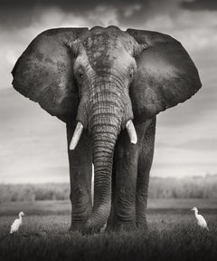 Bull with two Birds - elephant in the wilderness with two birds