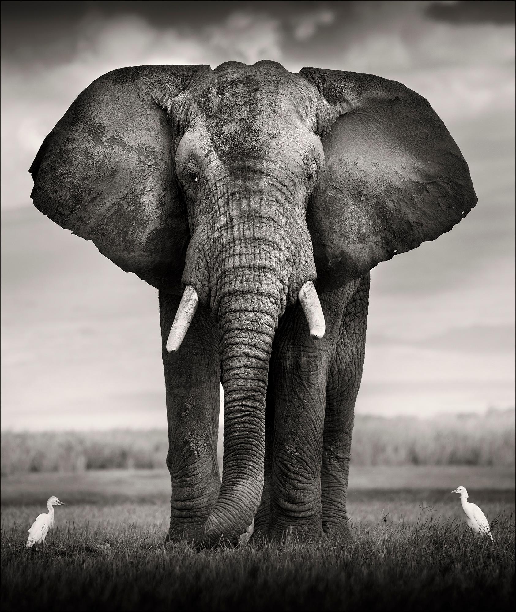 Bull with two Birds, Platinum, animal, elephant, black and white photography - Photograph by Joachim Schmeisser