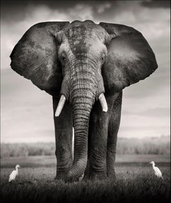 Le taureau avec deux oiseaux, platine, animal, éléphant, photographie en noir et blanc