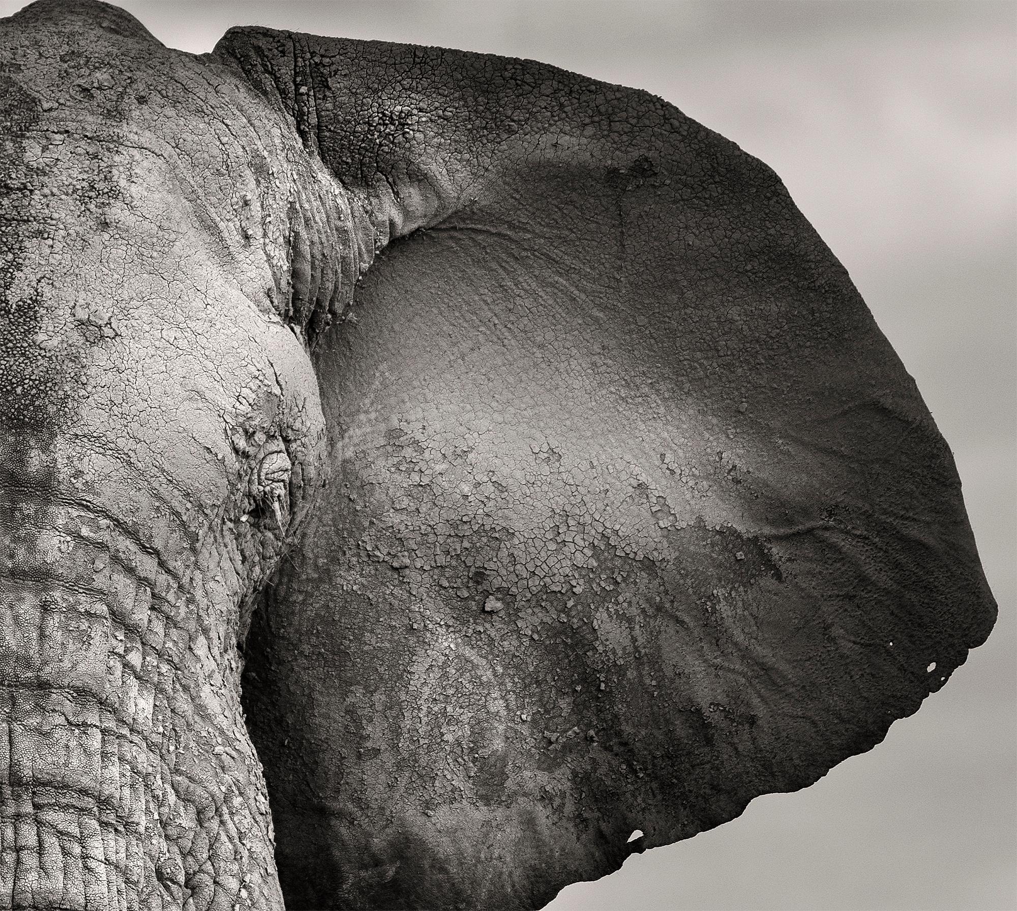 Bull with two Birds, Platinum, animal, elephant, black and white photography - Contemporary Photograph by Joachim Schmeisser