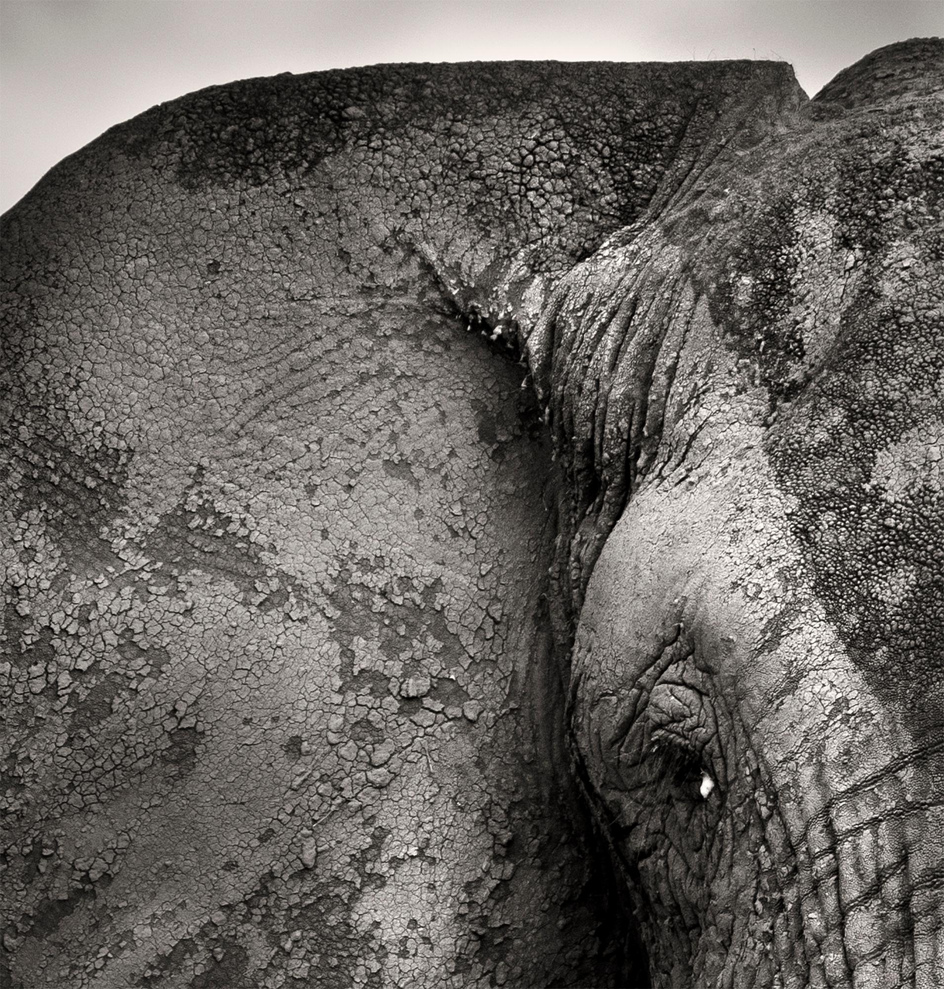 Bull with two Birds, Platinum, animal, elephant, black and white photography - Black Portrait Photograph by Joachim Schmeisser