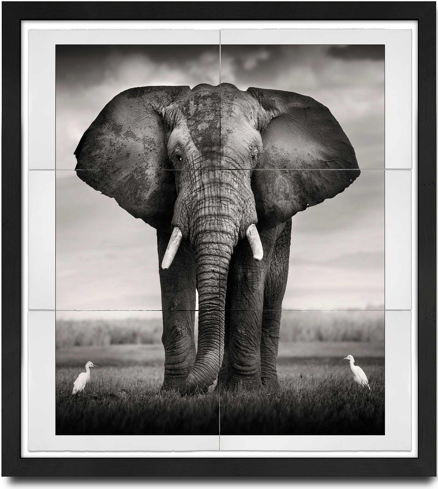 Joachim Schmeisser Portrait Photograph - Bull with two Birds, Platinum, animal, elephant, black and white photography