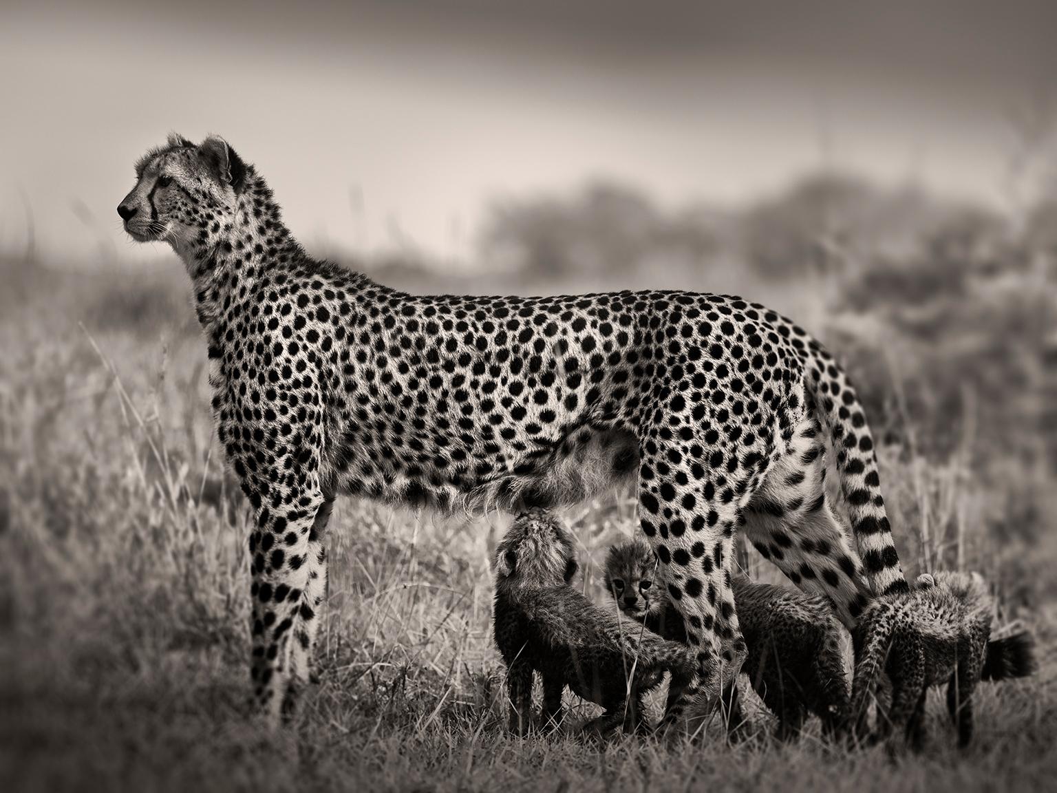 Joachim Schmeisser Black and White Photograph – Cheetah säugt Babys, Schwarz-Weiß-Fotografie, Afrika, Porträt, Tierwelt