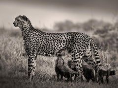 Cheetah säugt Babys, Schwarz-Weiß-Fotografie, Afrika, Porträt, Tierwelt