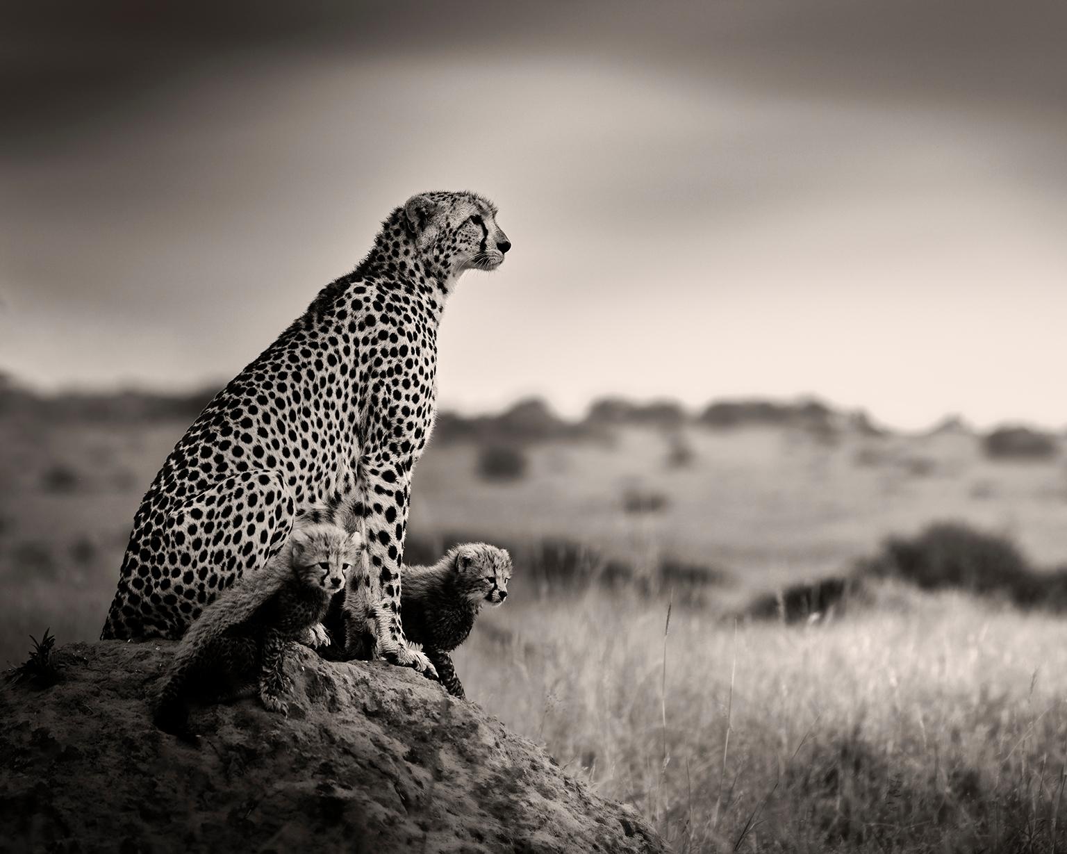 Cheetah with babies, blackandhwite photography, Africa, Portrait, Wildlife
