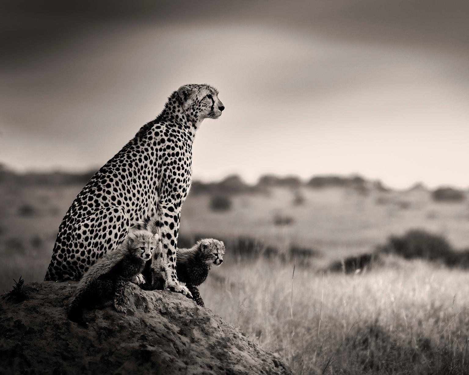 Cheetah mit Babys, Schwarz-Weiß-Fotografie, Afrika, Porträt, Tierwelt