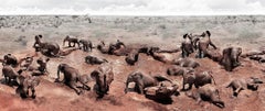 Circle of Life, Elephants in the mud, Fine Art Photography