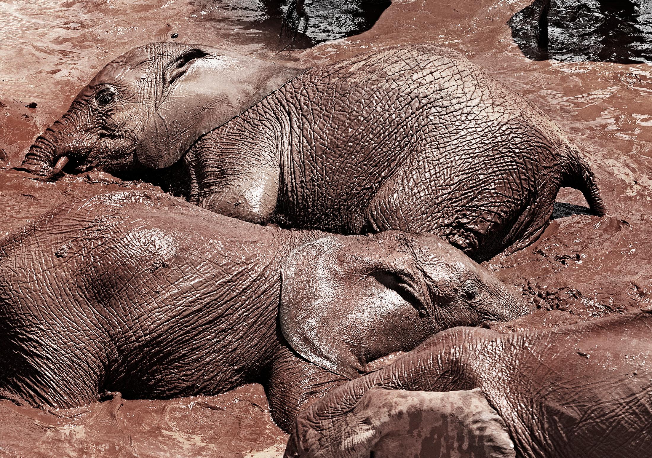Kreis des Lebens I, Tier, Tierwelt, Schwarz-Weiß-Fotografie, Elefant (Braun), Color Photograph, von Joachim Schmeisser