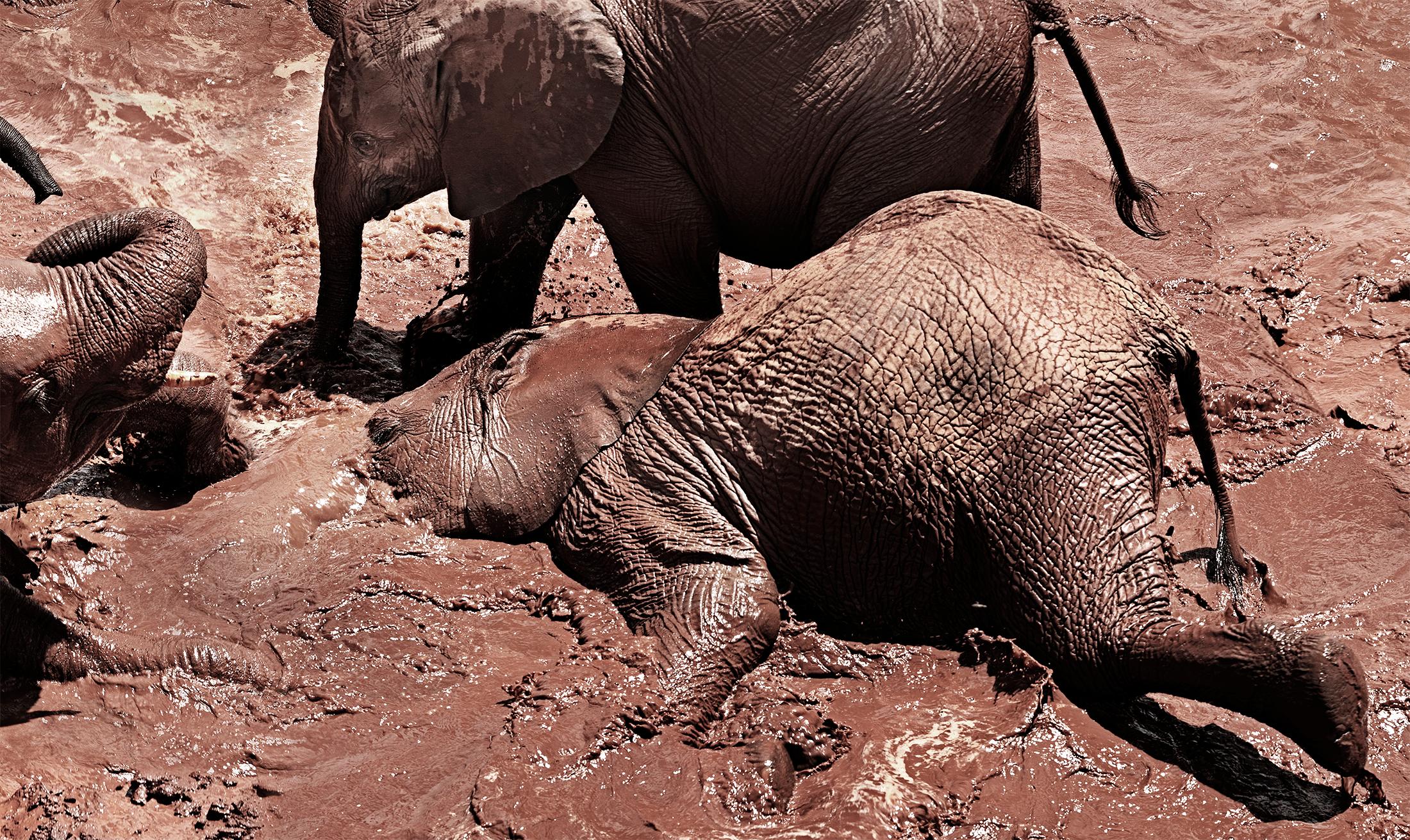 Kreis des Lebens I, Tier, Tierwelt, Schwarz-Weiß-Fotografie, Elefant im Angebot 1