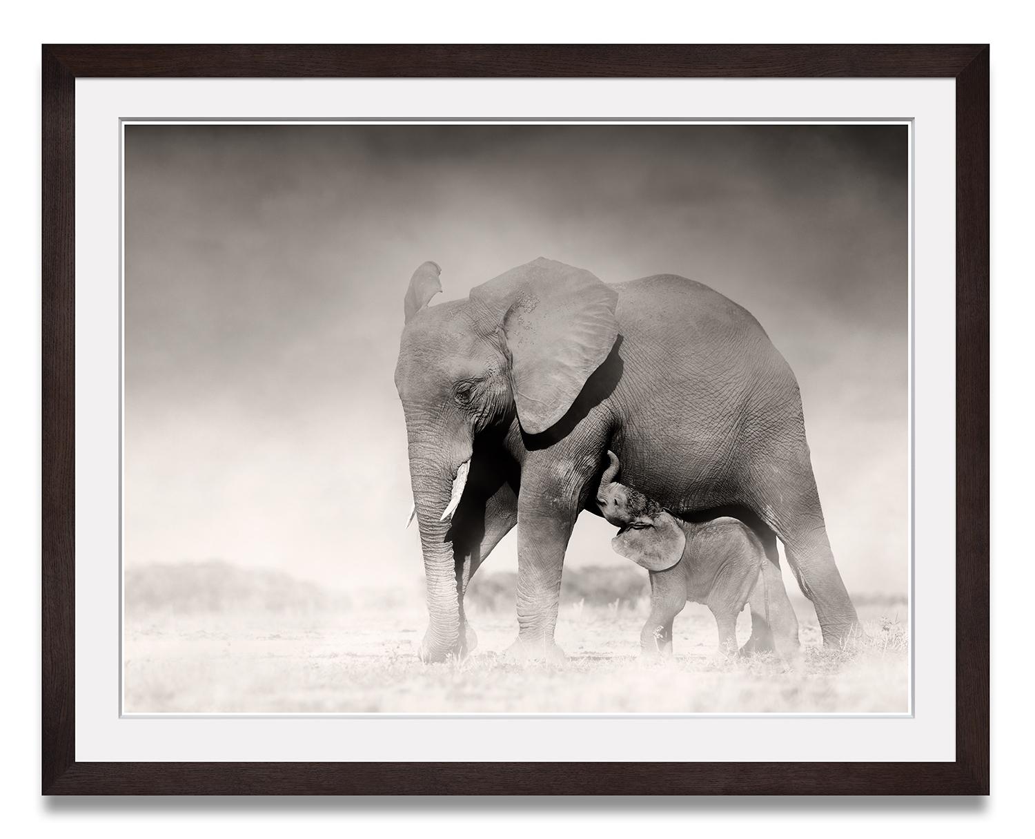 Connected II, Kenya, animal, wildlife, black and white photography, elephant - Photograph by Joachim Schmeisser