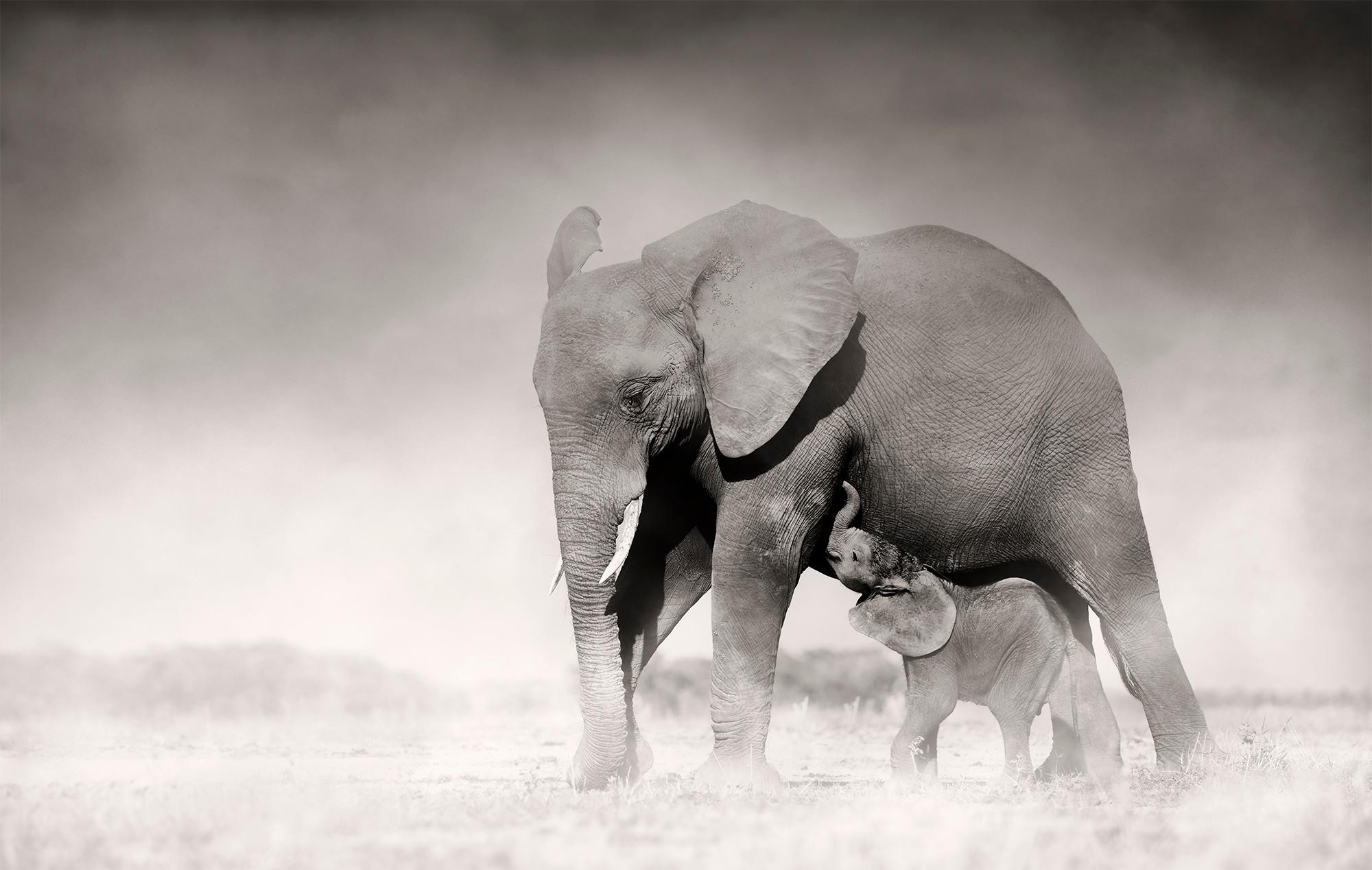 Joachim Schmeisser Black and White Photograph - Connected II, Kenya, animal, wildlife, black and white photography, elephant