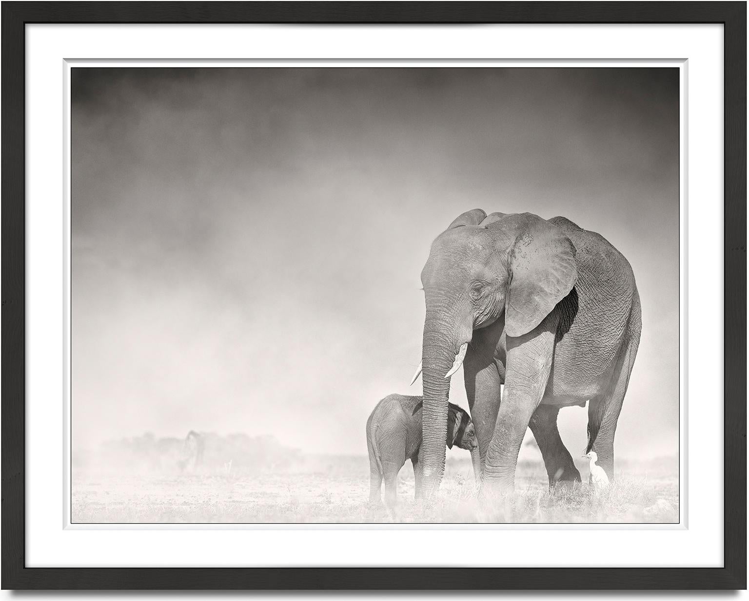 Connected, Kenya, Elephant, animal, wildlife, black and white photography - Photograph by Joachim Schmeisser