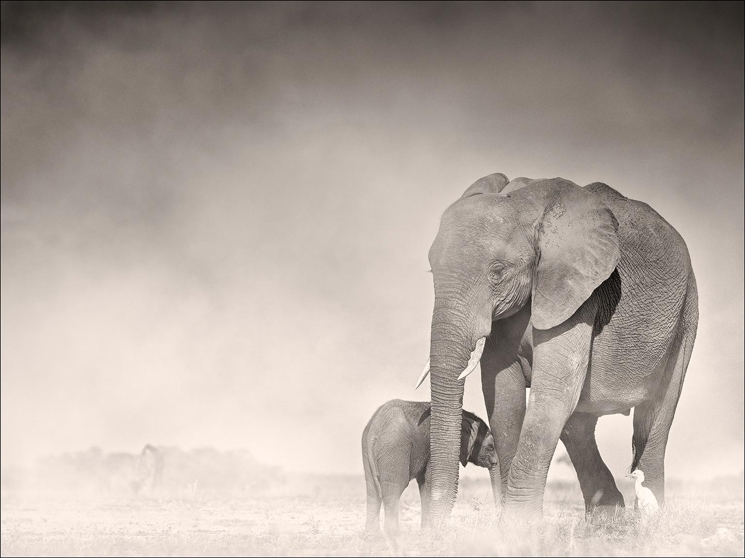 Joachim Schmeisser Black and White Photograph - Connected, Kenya, Elephant, animal, wildlife, black and white photography