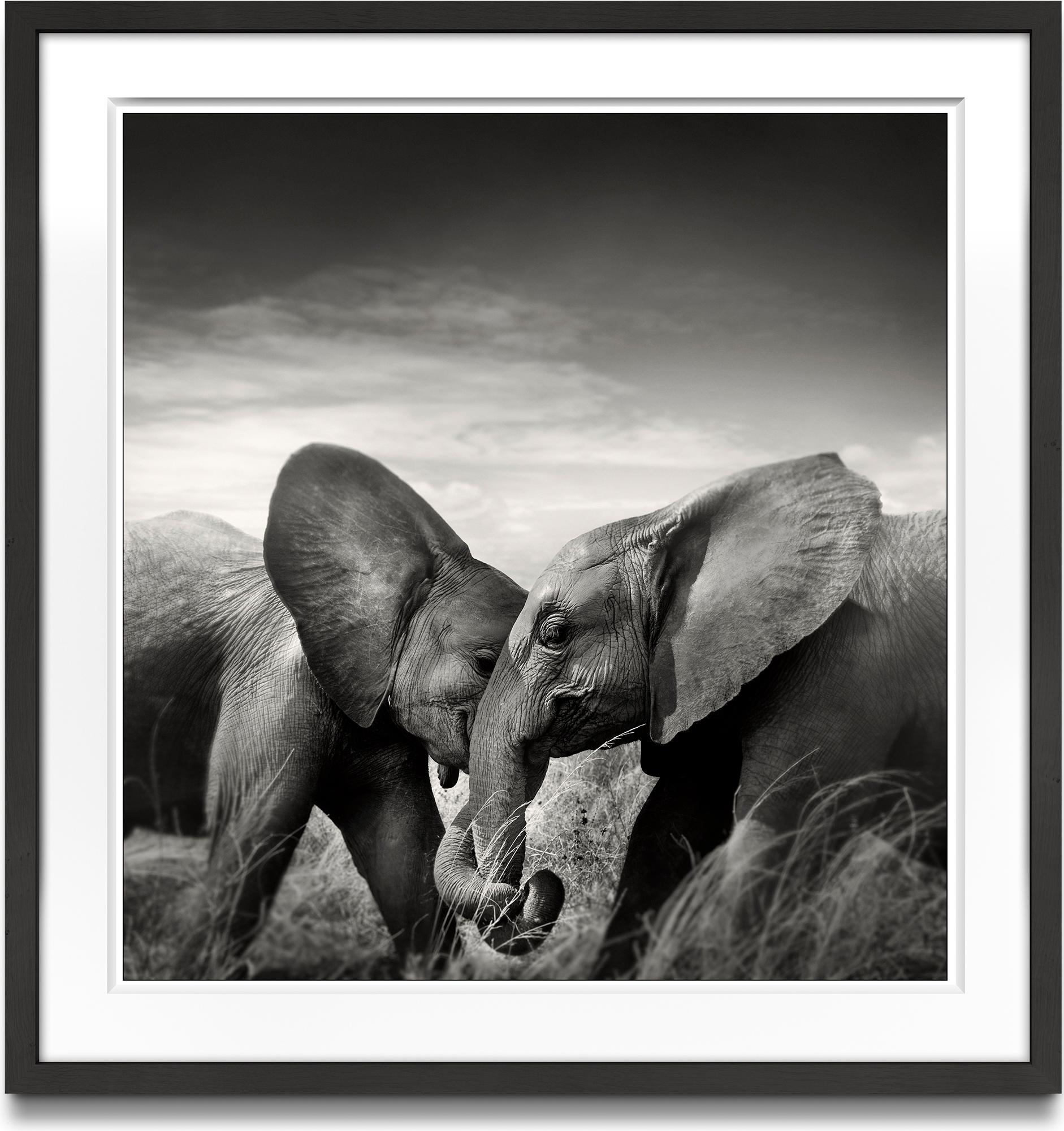 Pareja I, animal, vida salvaje, fotografía en blanco y negro, elefante, áfrica - Photograph de Joachim Schmeisser
