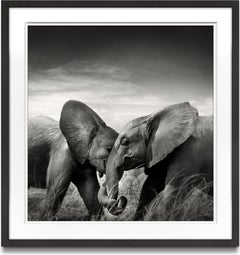 Couple I, animal, wildlife, black and white photography, elephant, africa