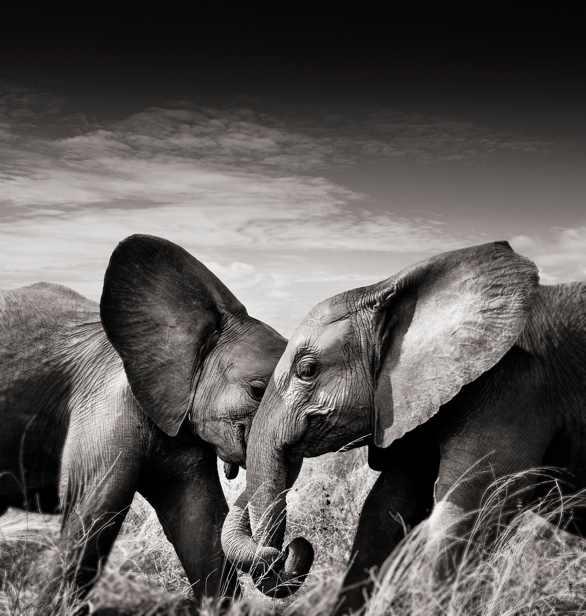 Joachim Schmeisser Landscape Photograph - Couple I, animal, wildlife, black and white photography, elephant, africa