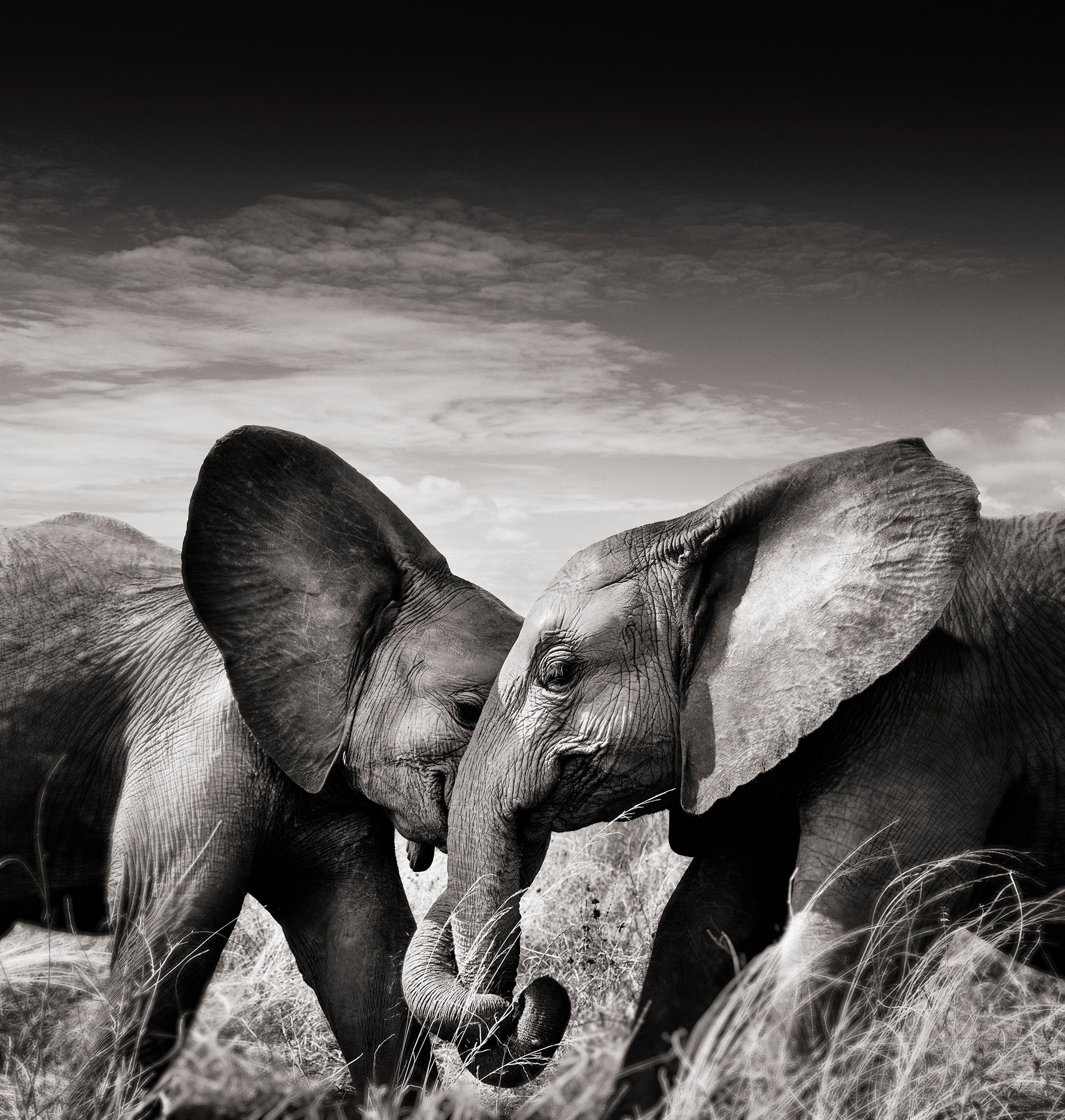 Landscape Photograph de Joachim Schmeisser - Pareja I, animal, vida salvaje, fotografía en blanco y negro, elefante, áfrica