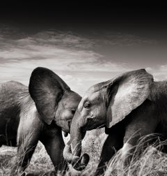 Couple I, animal, wildlife, black and white photography, elephant, africa