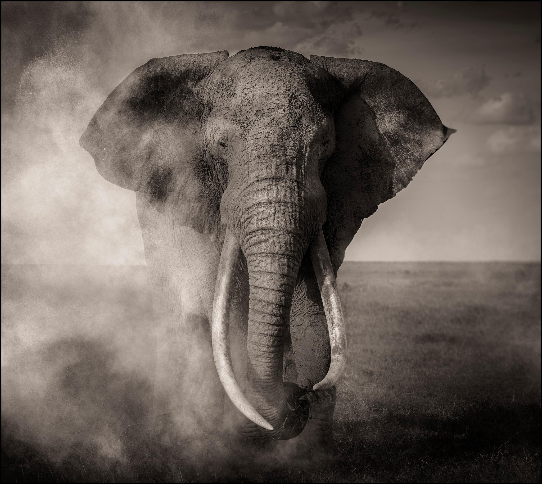 Joachim Schmeisser Black and White Photograph - Craig, contemporary, wildlife, black & white photography, Elephant