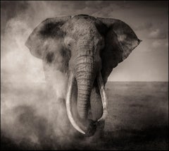 Craig, fotografía contemporánea, fauna salvaje, fotografía en blanco y negro, elefante