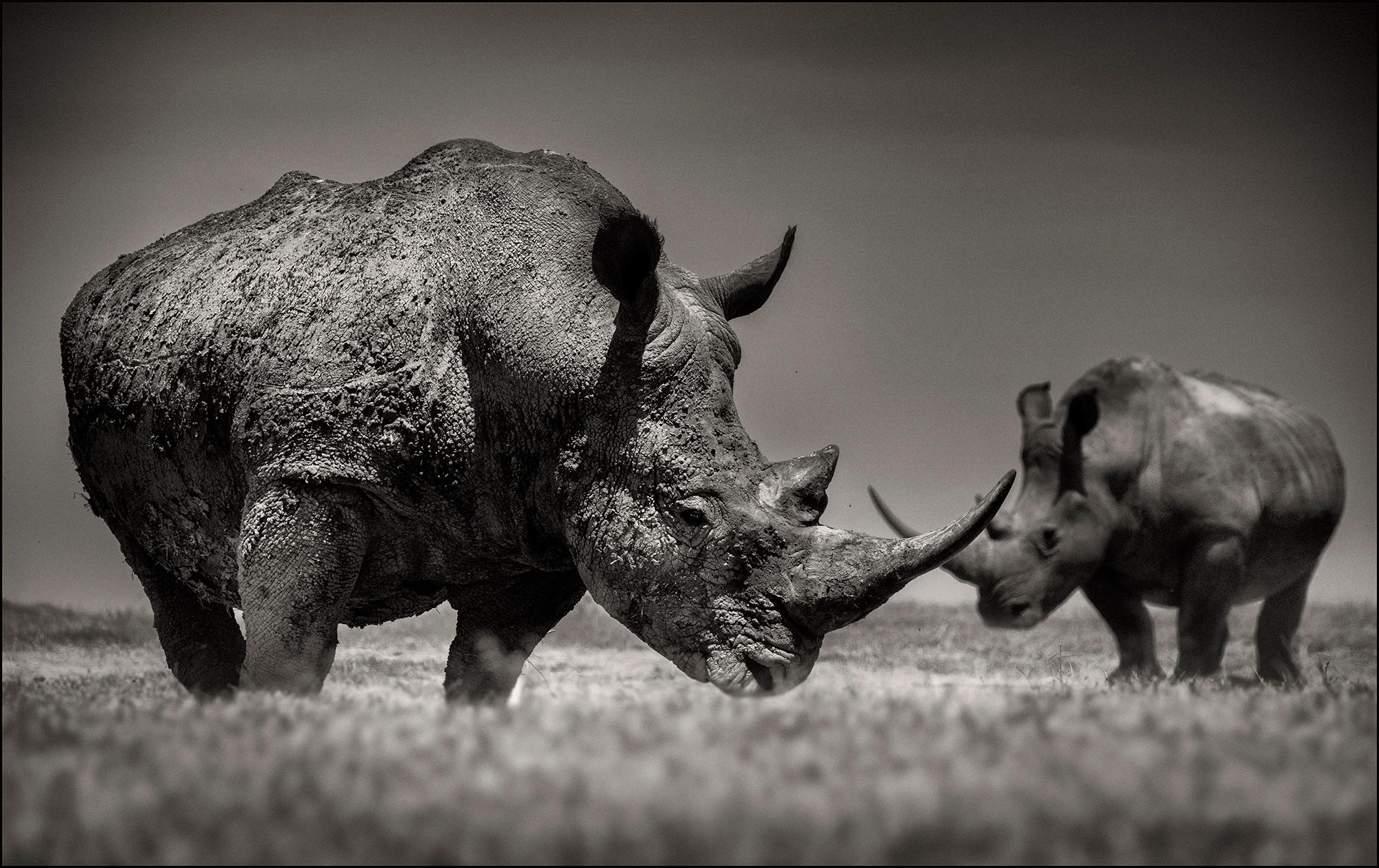 Joachim Schmeisser Black and White Photograph - Crossing Horns, animal, wildlife, black and white photography, rhino