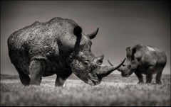 Crossing Horns, animal, wildlife, black and white photography, rhino
