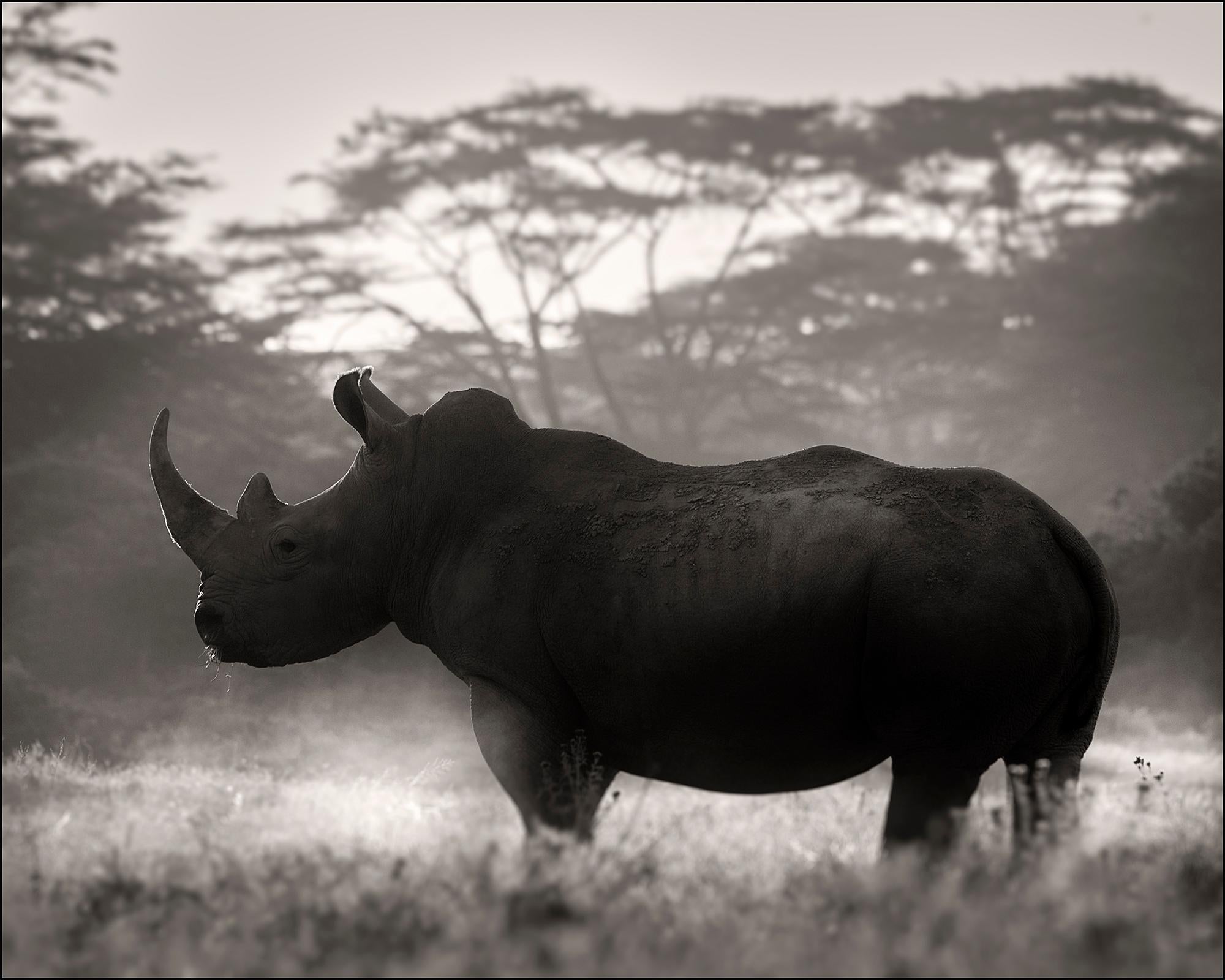 Cut in Stone, Platin, Tier, Tierwelt, Schwarz-Weiß-Fotografie, Rhino – Photograph von Joachim Schmeisser