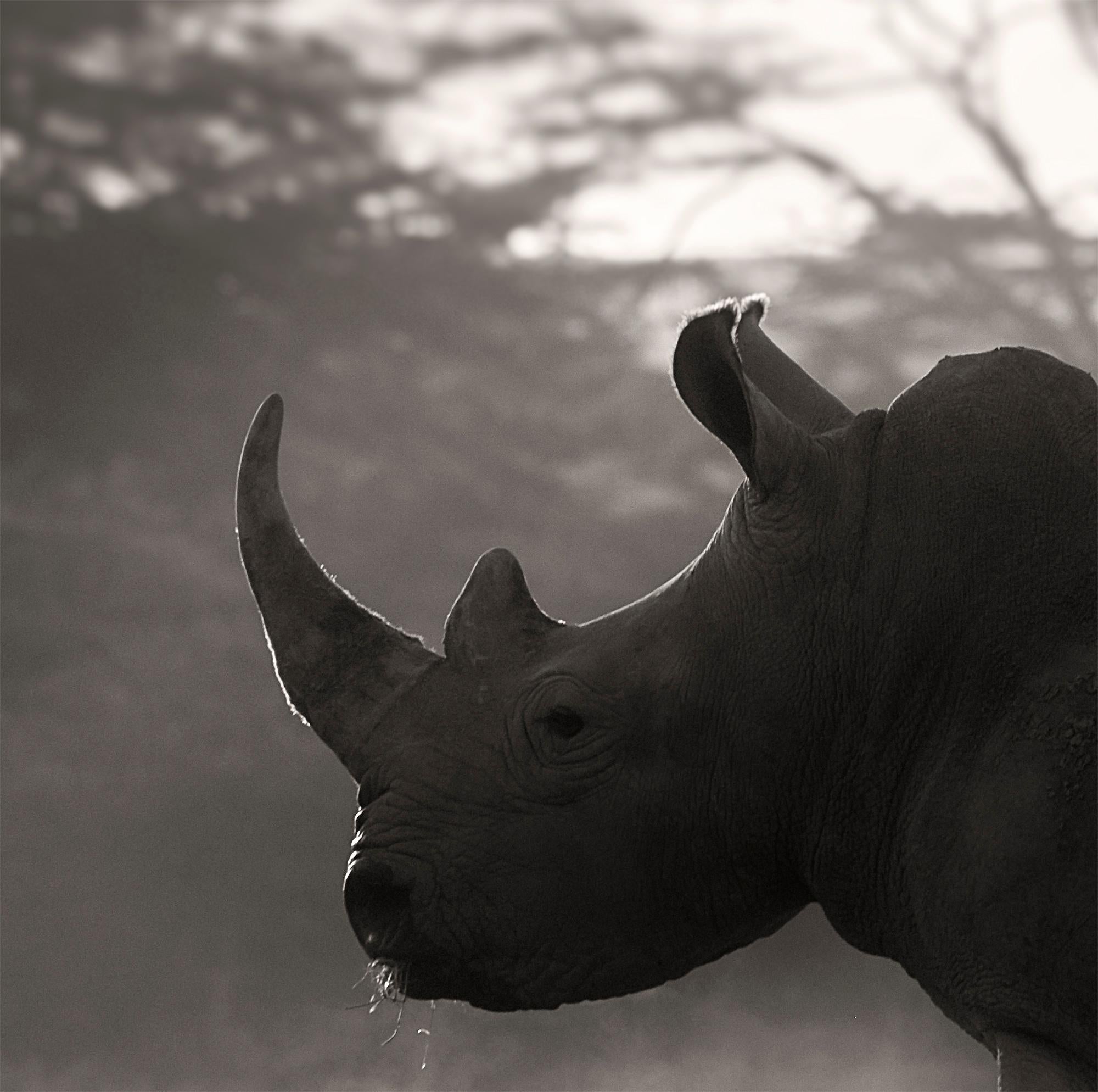 Cut in Stone, Platinum, animal, wildlife, black and white photography, rhino - Contemporary Photograph by Joachim Schmeisser