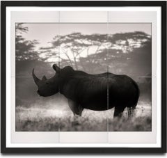 Cut in Stone, platine, animal, faune, photographie en noir et blanc, rhino