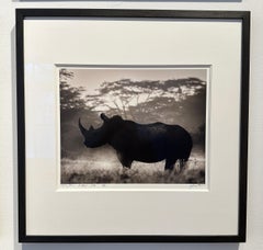 Cut in Stone, Rhino, black and white, animal, Africa, Photography