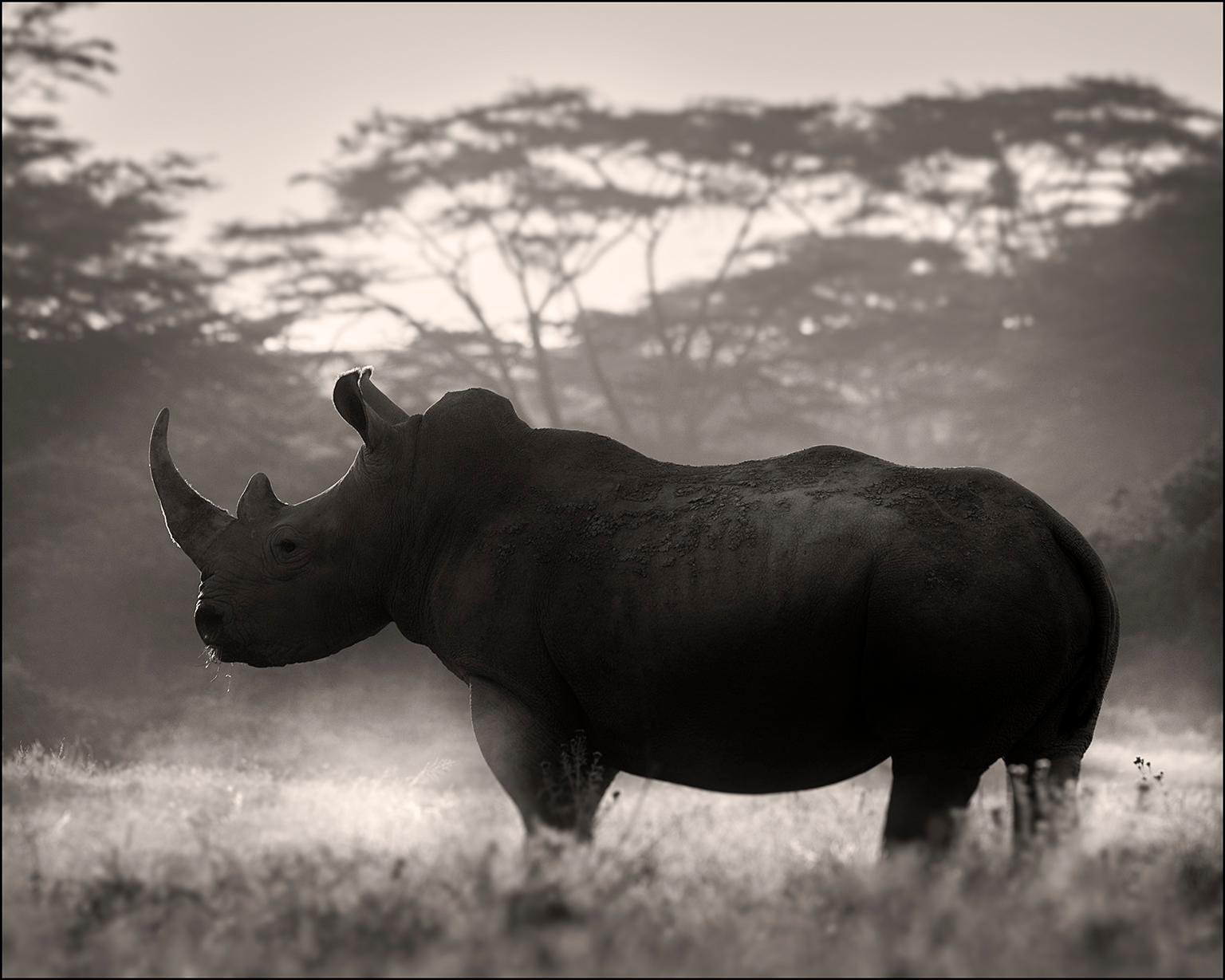 Joachim Schmeisser Black and White Photograph - Cut in Stone, Rhino, black and white, animal, Africa, Photography