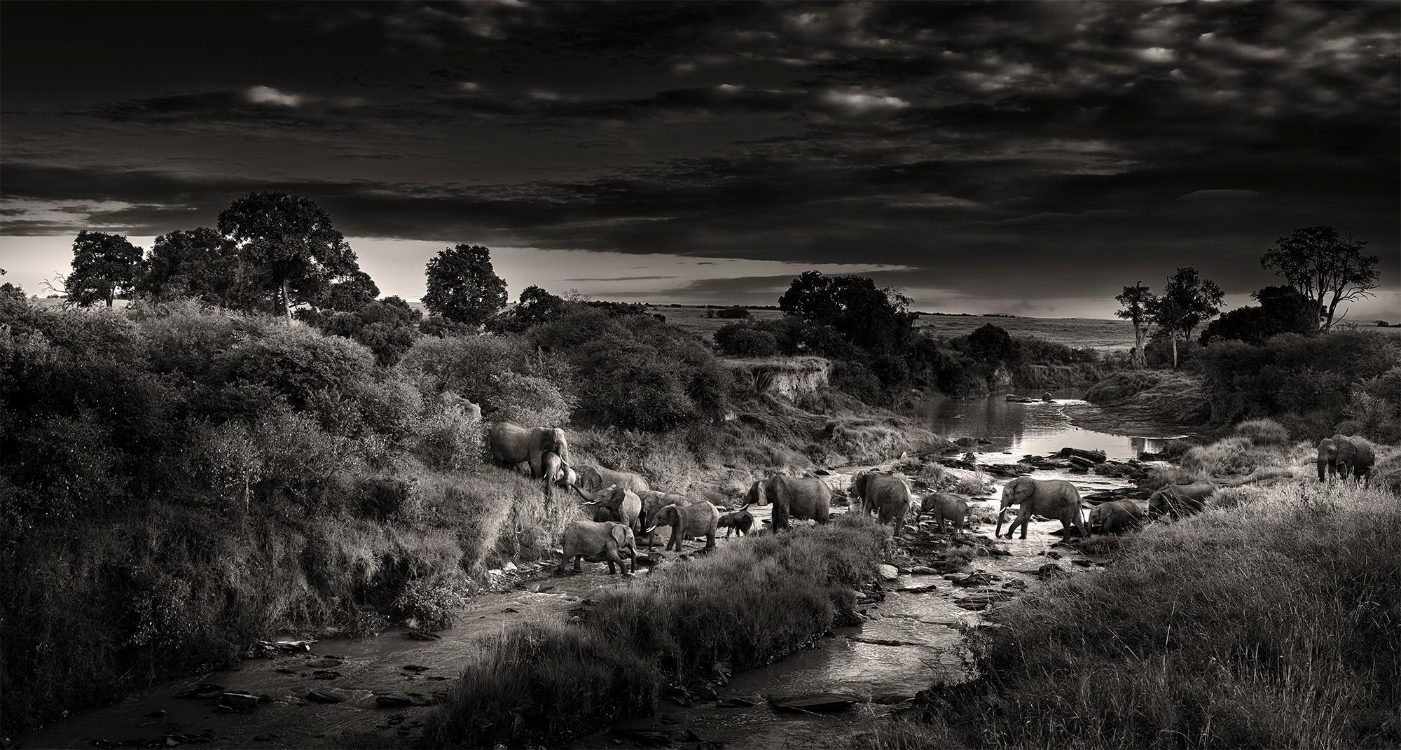 Dramatic Crossing, animal, wildlife, black and white photography, elephant