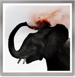 Dust III, Kenya, Elephant, animal, wildlife, colour photography, africa