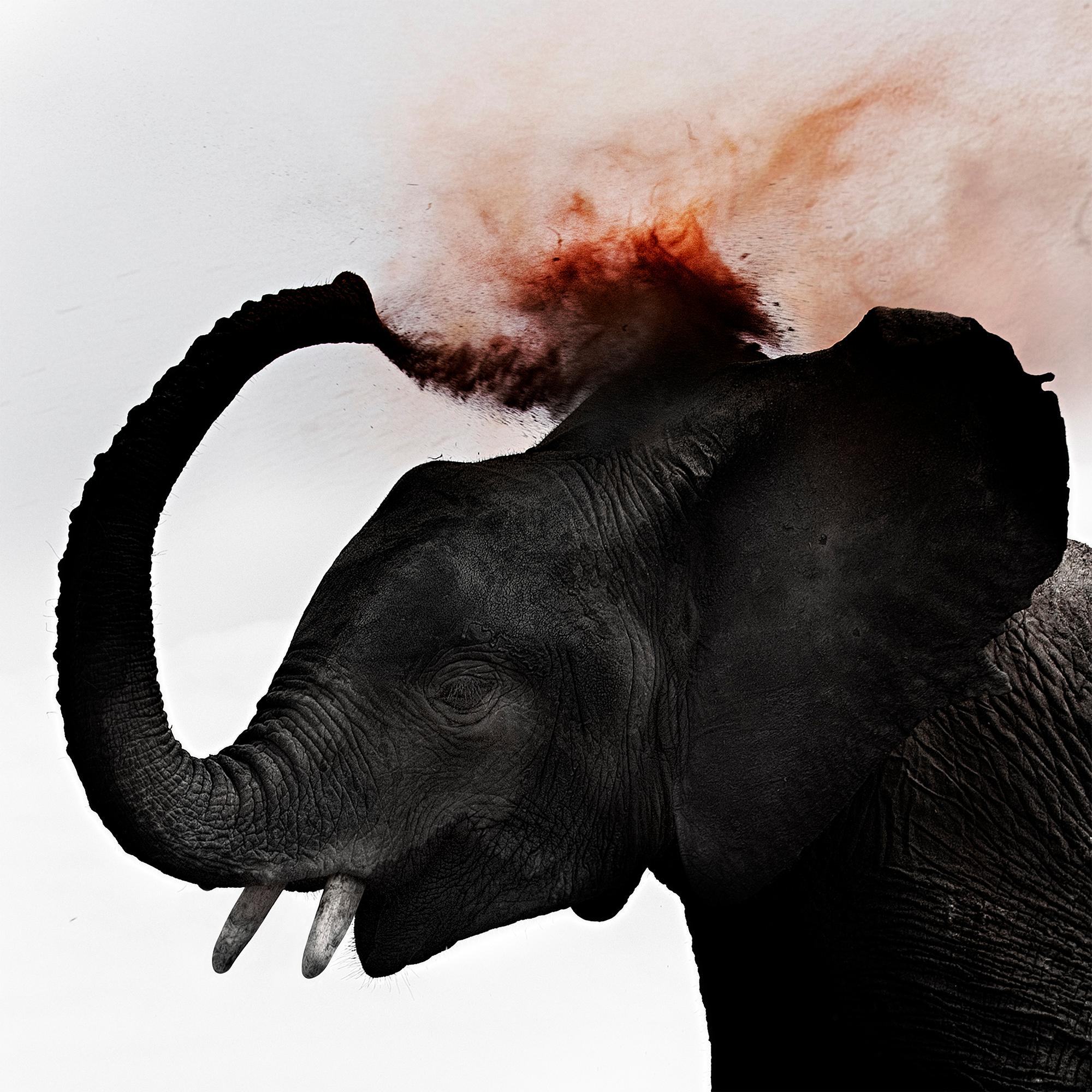 Joachim Schmeisser Portrait Photograph – Dust III, Kenya, Elephant, wildlife