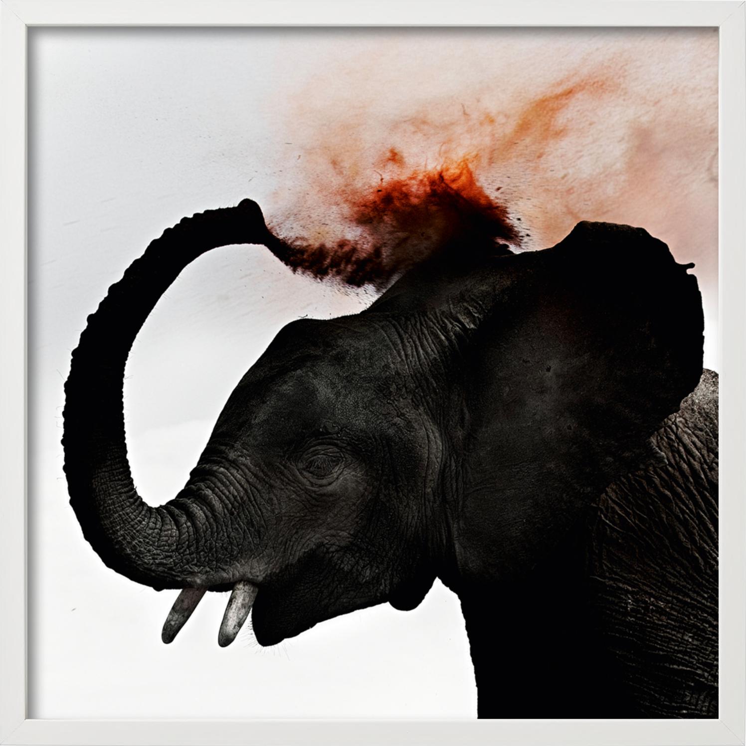Dust III - Giovane elefante che spruzza polvere rossa, Fotografia Fine Art, 2013 - Photograph di Joachim Schmeisser