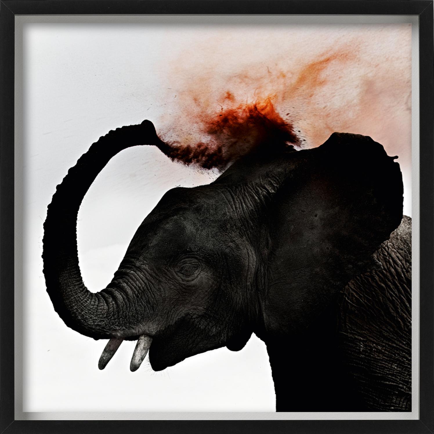 Dust III - Giovane elefante che spruzza polvere rossa, Fotografia Fine Art, 2013 - Black and White Photograph Nero di Joachim Schmeisser