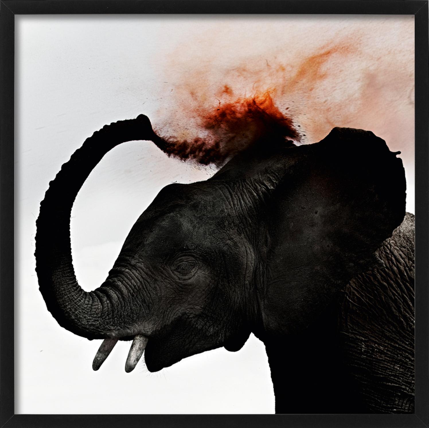 Ritratto di un giovane elefante che soffia polvere rossa, fotografato da Joachim Schmeisser nel 2013.

Tutte le stampe sono in edizione limitata. Disponibile in più misure. Cornici di alto livello su richiesta.

Tutte le stampe sono realizzate e