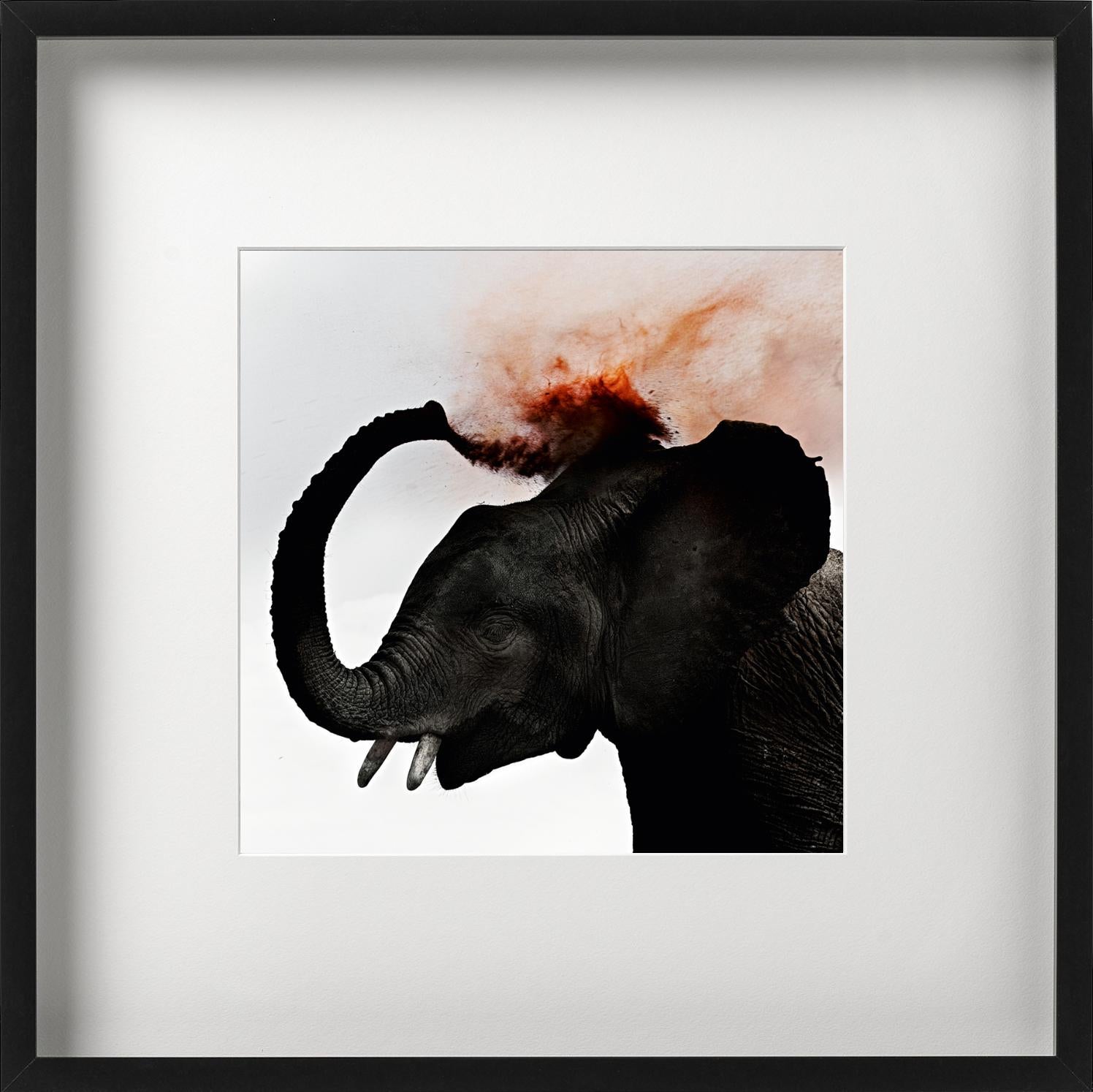 Dust III - Giovane elefante che spruzza polvere rossa, Fotografia Fine Art, 2013 in vendita 1