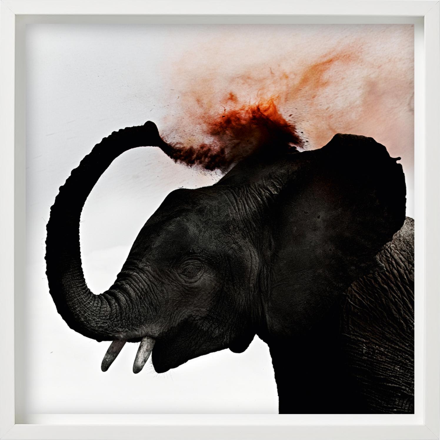 Dust III - Giovane elefante che spruzza polvere rossa, Fotografia Fine Art, 2013 in vendita 2