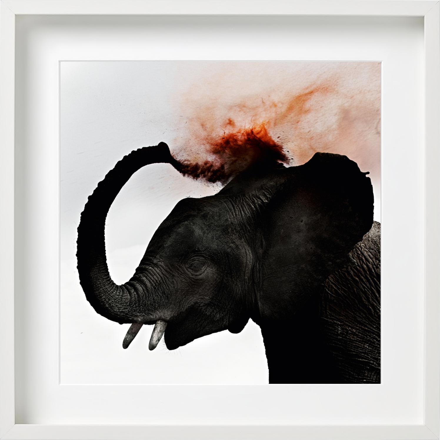 Dust III - Giovane elefante che spruzza polvere rossa, Fotografia Fine Art, 2013 in vendita 3