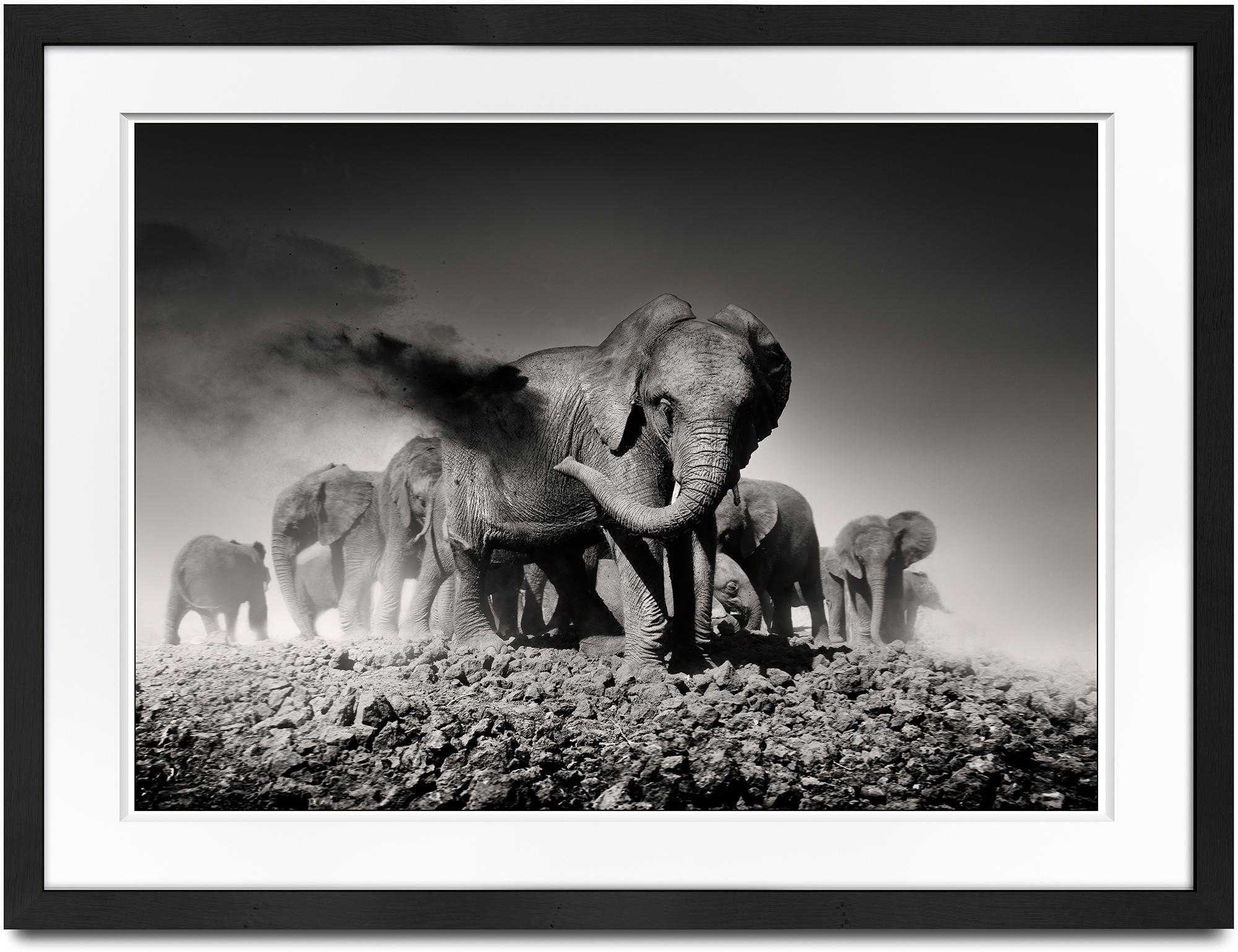 Earth I, animal, wildlife, black and white photography, elephant, africa - Photograph by Joachim Schmeisser